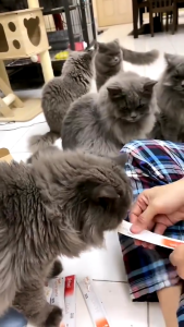 FURLOVE  1฿1บทความ ！ขนมแมวเลียโซเดียมต่ำ รสกลมกล่อม 15กรัม