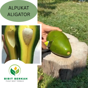 Bibit Alpukat Aligator Okulasi Tinggi 50–70cm – Buah Jumbo Cepat Berbuah Packing Aman