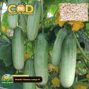 [TERLARIS] BIJI/BENIH TIMUN  LALAP HIJAU BERBUAH LEBAT GENJAH F1