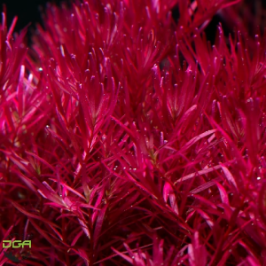 Aquatic plants Rotala Blood red SG Submerged(新加坡宫廷)