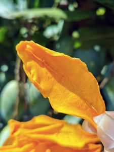 Natural Sweet And Sour Original Flavor Mango Dried Fruit No Added Sugar West Double Version Mango Dried Snacks Yunnan Special Products