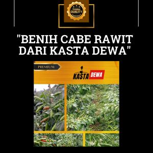 Kasta Dewa - Benih CABE RAWIT HIJAU 10gr Bibit benih Cabai ijo CENGEK Gunung Dataran Rendah - Tinggi 50 - 900 mdpl 10 Gram Isi 2000 butir seed kualitas Premium - cabe rawit lokal super - cabai rawit buah paling lebat