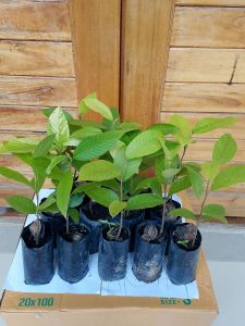 ต้นยางนา คัดเกรด ขนาด 30- 50 เซนติเมตร ชุด 20 ถุง ในราคาสุดคุ้ม 170 บาท