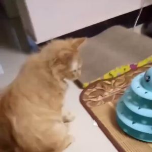 Cat Tower Ball Track 4 Layer Spinning Toy Mainan Kucing/Cat Tower/Cat Toy/Mainan Kucing/Cat Litter Box/Cat Litter/Cat Tree