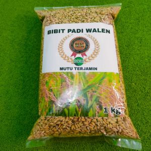 Baru bibit padi biji kuning bulat \ Benih walen super unggul 1 kg