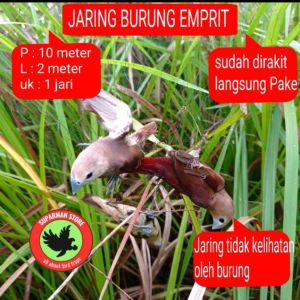 JARING BURUNG EMPRIT PIPIT 10 JARING BURUNG BONDOL HAJI JARING BURUNG MURAH JARING BURUNG KECIL JARING BURUNG SIAP PAKE JARING BURUNG SAWAH JARING BURUNG PADI JARING BURUNG BONDOL OTTO JEBAKAN BURUNG PIPIT JEBAKAN SEMUA BURUNG JARING SERBAGUNA
