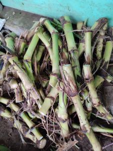 Bibit Stek Guatemala Super Daun Panjang empuk dan Renyah Sangat Di Sukai Ternak Sapi kambing dan domba