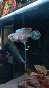 PAKAN IKAN CHANNA STEWARTI (Push Sirip Fin Ekor Biru White Shining Full Dot) Free Sticker Channa