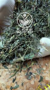 Daun Jamu Sambiloto Organik: Pilihan Terbaik untuk Kesehatan Anda