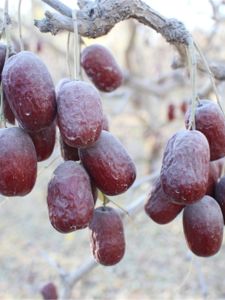 Fresh Chinese Date 2.50kg Xinjiang Ruoqiang Gray Jujube Special Original Soil Jujube Farm Unwashed Nature Hanging Dried Pregnant Women Porridge Jujube Big Red Dates