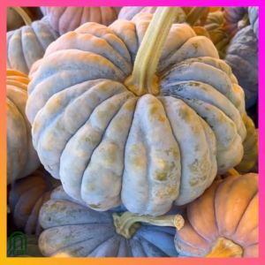 SeedsPLAZA™ - Mini Squash Black Futsu Seeds for Planting Vegetable Plants (20 Seed) Dwarf Kalabasa Pumpkin F1