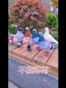 1 Chiếc Chim Bồ Câu Màu Xám Hình Tượng Mô Phỏng Chim Bồ Câu Mô Hình PVC Micro Phong Cảnh Nhân Tạo Chim Để Bàn Trang Trí Trang Trí Nhà Phong Cách Mục Vụ