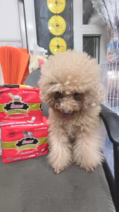 RẺ VÔ ĐỊCH Tã Bỉm Cho Chó Mèo Dono Full Size