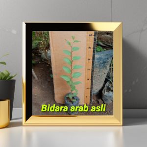 Tanaman bidara arab sidr