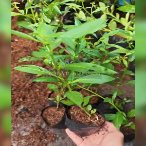 Cây Rau Mương thuần chủng rau lục mương thon mương đất cây rau mương giống cây thuốc nam giống