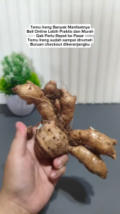 kunyit hitam segar kemasan 1kg kualitas super