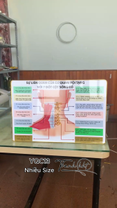 Khung tranh Y Khoa tranh cơ xương khớp Tranh Y khoa sự liên quan của cơ quan nội tạng với bảy đốt sống cổ tráng gương treo tường YQC13