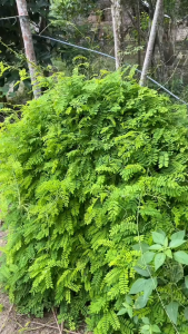 Daun Saga Segar / Daun Sogo Segar / Daun Sauge Segar Alami Langsung Dipetik Dari Kebun