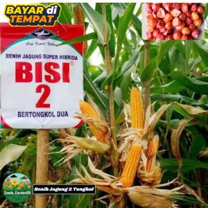 [TERLARIS] BIJI/BENIH JAGUNG HIBRIDA BERTONGKOL 2 KEMASAN REPACK DARI BISI 2