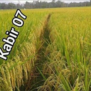 BENIH BIBIT PADI KABIR 07 KUALITAS UNGGUL SUPER GENJAH BERBOBOT TANAH CUACA PER 1KG