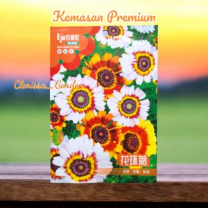 (KEMASAN PREMIUM) BIJI | BENIH BUNGA CHRYSANTHEMUM CARINATUM | PAINTED DAISY (isi -+400 butir)