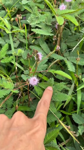 Daun Putri Malu Segar / Obat Herbal Daun Putri Malu Kualitas Premium