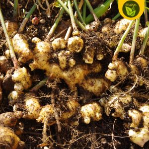 1 bulb seed for planting luya ginger herb