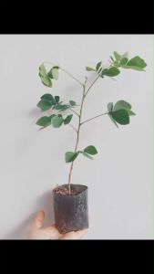 ต้นจามจุรี ต้นฉำฉา ต้นก้ามปู ใช้ใบทำเป็นปุ๋ยบำรุงดิน พร้อมปลูกในถุงดำ สูงขนาด 25-35 เซนติเมตร