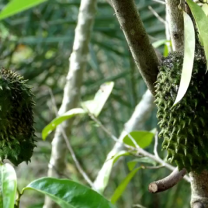 pupuk booster sirsak 100ml - memaksimalkan pembuahan - menstabilkan ph tanah