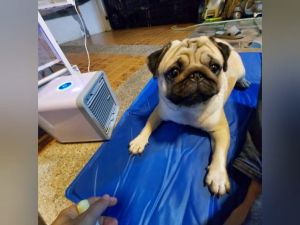 ❄️ ที่นอนสุนัข สำหรับ ผ้าระบายความเย็น และ เบาะแมวเบาะสูงสุนัข - Pet Cool mat