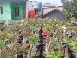 adenium bunga tumpuk/mawar gurun/Kamboja jepang/harga ekonomis/mawar/adenium grafting bunga tumpuk/