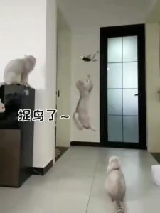 Simulation Bird Cat Toy Funny Self-hey Hanging Door Automatic Scratch Rope Cat Stick Eagle Cat Interactive Toy Cat Supplies