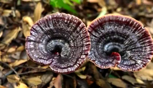 100ML Hair Growth Serum Herbal Hair Growth Spray Hair Growth For Men And Women Anti Hair Loss Preventiom Prevents