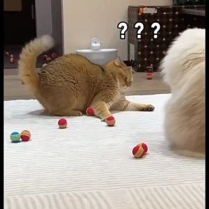 ของเล่นลูกบอลเคี้ยว ลายทาง สีรุ้ง ขนาด 4 ซม. สําหรับสัตว์เลี้ยง สุนัข