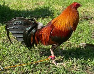 TRẠI GÀ THÀNH ĐÔNG LONG AN . TRỨNG GÀ GIỐNG LỚN KÝ  .10 TRỨNG GÀ NÒI ẤP NỞ CON GIỐNG . TẶNG THÊM 02 TRỨNG .