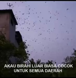 PANGGIL AKAU SUPER BIRAHI ASLI 100% ORIGINAL GARANSI RESMI 1TAHUN FLASHDISK