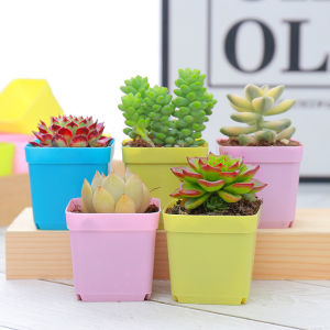 7pcs Mini Colorful Square Plastic Pot Plant Trays Home Office Decor Indoor And Outdoor Colorful Flower Pot For Cactus And Succulent