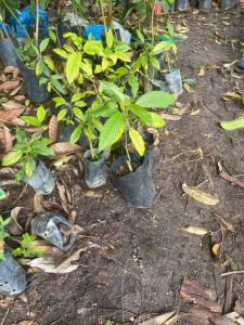 ต้นกระท่อมพันธุ์ก้านแดง (พันธุ์ดั้งเดิมโบราน)