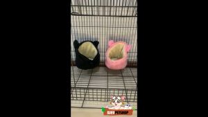 DJEVPETSHOP Sleeping Pouch Mini Lantai Kuping Tempat Tidur Sugar Glider Hamster Tupai Guine Pig