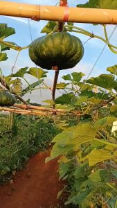 Benih Biji Bibit Labu Kuning Super isi 10 Butir Waluh Kuning Super