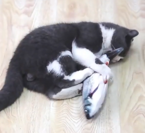 ปลาดิ้นได้ ปลาแดนซ์ ปลาดุ๊กดิ๊ก ของเล่นแมว มี USB ชาร์จไฟ แมวฟิน ตุ๊กตาปลาดุ๊กดิ๊ก ของเล่นสำหรับแมวทุกสายพันธุ์