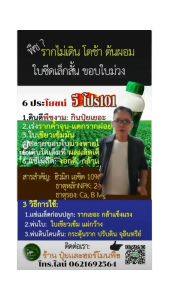 วีโปร101 Humic acid 10%SL ชนิดน้ำ1L: ขยายราก เร่งใบเขียว แตกรากค้ำจุน บำรุงต้นปรับปรุงดินเพิ่มการกินปุ๋ย ช่วยการเก็บรักษาสารอาหารในดิน ฟื้นต้นเพิ่มความแข็งแรง ทนโรคทนเเล้ง ล้างพิษสารเคมีในดิน ได้ผลผลิตเพิ่มขึ้น