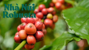 250gr Cà Phê Robusta Nhà Núi - Đậm Đà Hậu Vị Ngọt | Hạt Rang Mộc | Xay Phin Xay Máy Nguyên Hạt