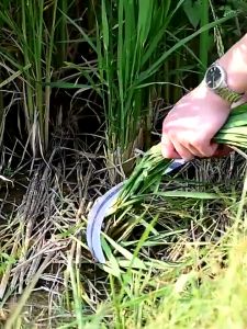 Melo home Long Handle agricultural weeding tool 60cm For Gardening Harvest the banana betel nut Open road