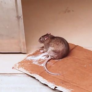 Rat Sticky Trap Glue & Greenhouse Fruit Fly Trap Lure Board