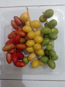 ( READY ) Kurma Muda Barhi 1kg / Kurma Muda Promil