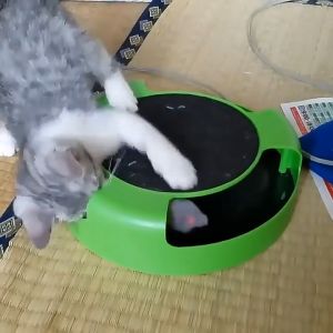 ของเล่นจานเสียงแมว รางบอลแมว ของเล่นแมว Catch the Mouse Motion Cat Toy ของเล่นสัตว์เลี้ยง