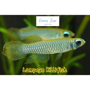 【Ocean Zone】 Lamp Eye Killifish - 5pcs / 10pcs (Live Fish with DOA)