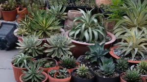 Xương rồng dứa Agave Victoria viền vàng