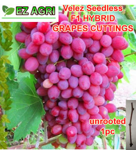 UNROOTED grapes cuttings VELEZ SEEDLESS GRAPE CUTTING AS PLANTING MATERIALS C1 seedless THRU ez gib ga3 seedlings